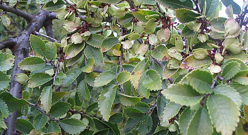 Kínai szil (Ulmus parvifolia) gondozása