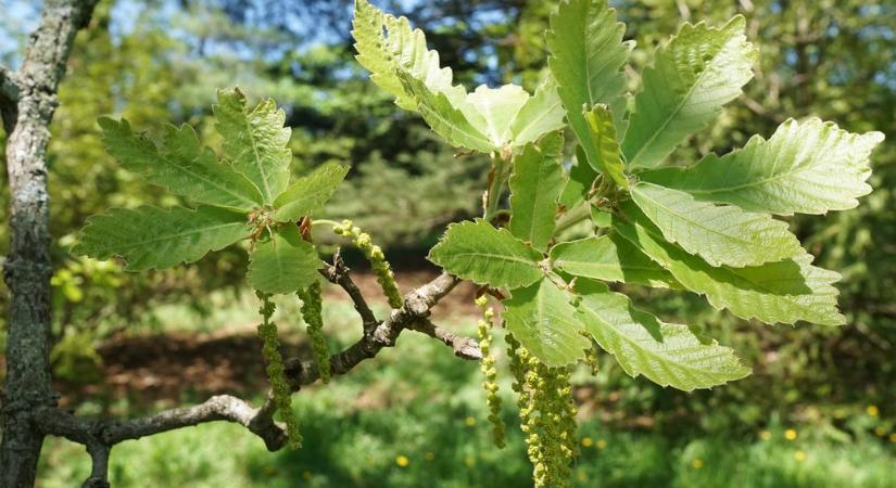 Nagylevelű császártölgy (Quercus dentata ‘Carl Ferris Miller’) gondozása