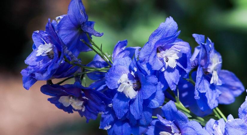 Sarkantyúfű, évelő szarkaláb (Delphinium) szaporítása magvetéssel