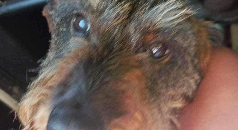 Kutyust mentettek a FÉHE munkatársai