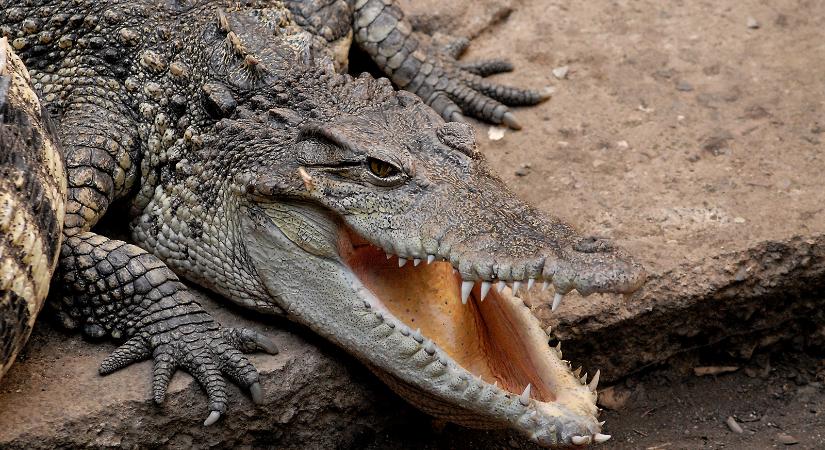 Krokodil támadt egy férfira a turisták kedvenc helyén – nézzék, mi lett vele