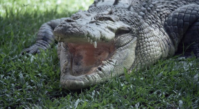 Krokodil támadt egy úszóra