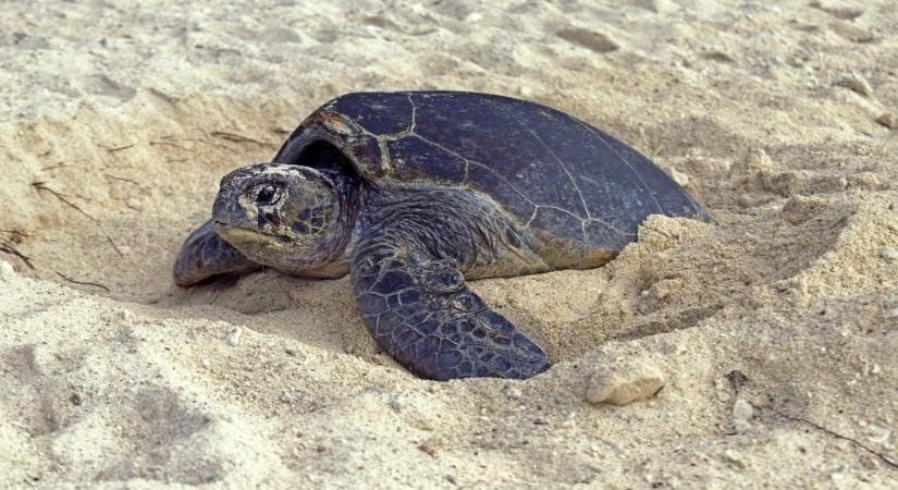 Tojásait őrző teknősön hajtott át egy autós