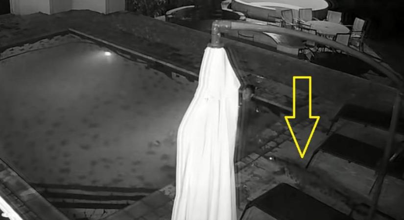 Meglepte a krokodil a medencében fürdőző párt - videó