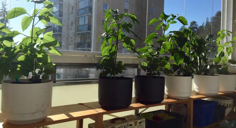 Hogyan locsoljuk nyáron az erkélyen lévő cserepes növényeinket?