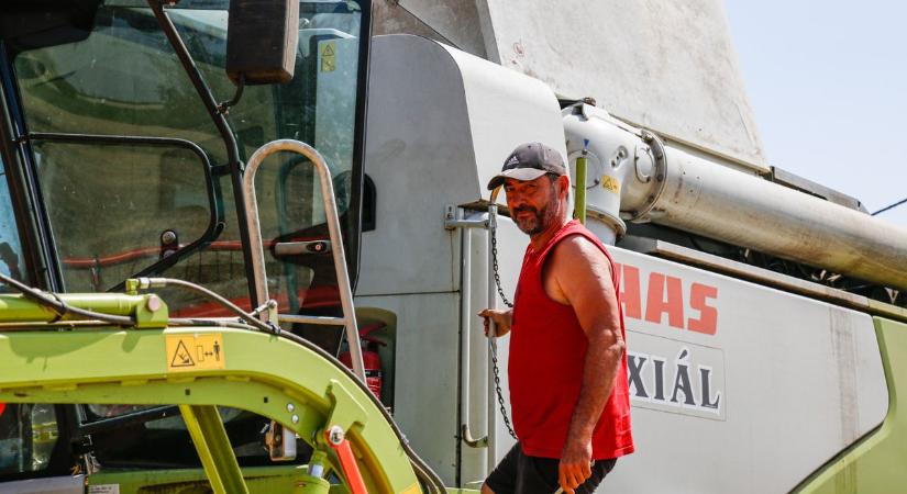 Dolgoznak a kombájnok a jászkunsági földeken
