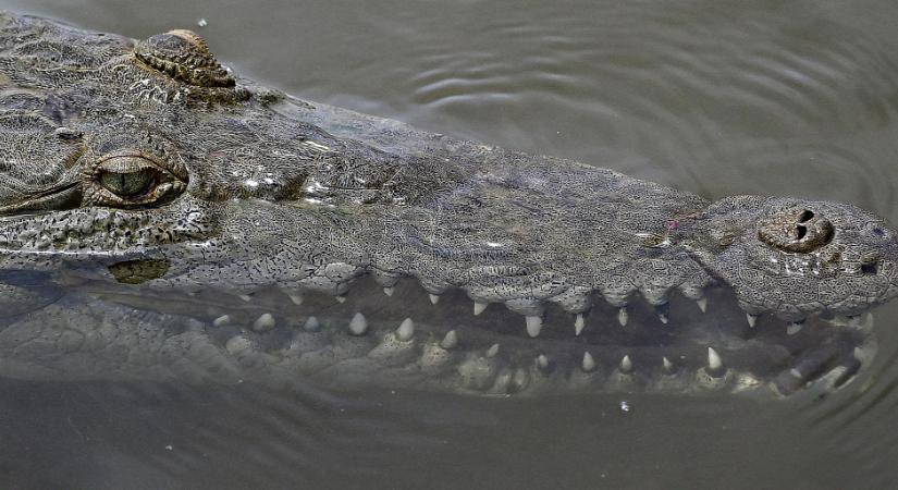 Krokodil támadt egy férfire Ausztráliában