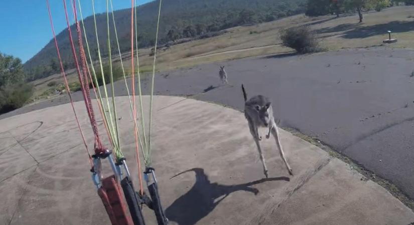 Földet ért a siklóernyős, aztán olyasmi történt, amire végképp nem számított - videó