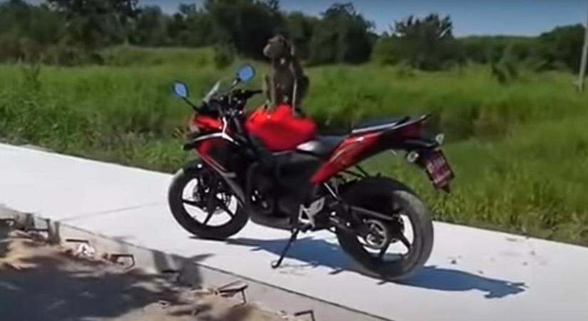 Nem akart leszállni a motorról a majom, verekedés lett a vége - videó