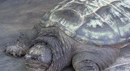 Óriás aligátorteknőst találtak egy zalai falucskában