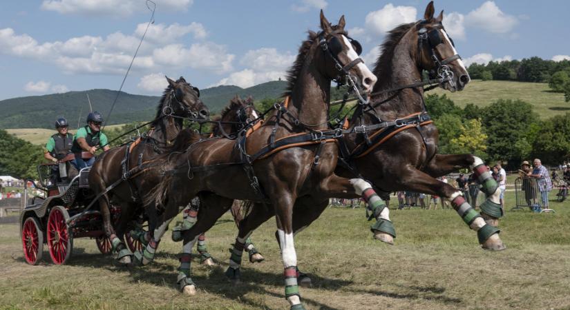 Új éllovas a négyes- és a kettesfogatoknál is Szilvásváradon