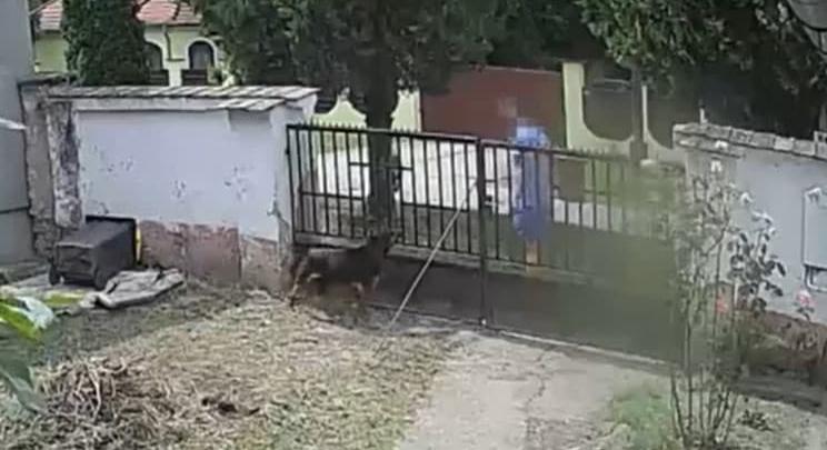 Puskával lőtt a szomszéd néni kutyájára a gonosz férfi