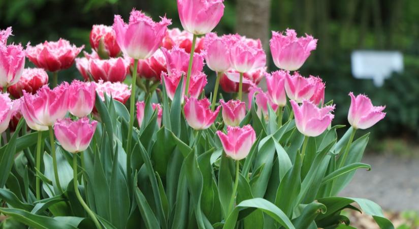 Mikor kell felszedni a tulipán hagymáit?