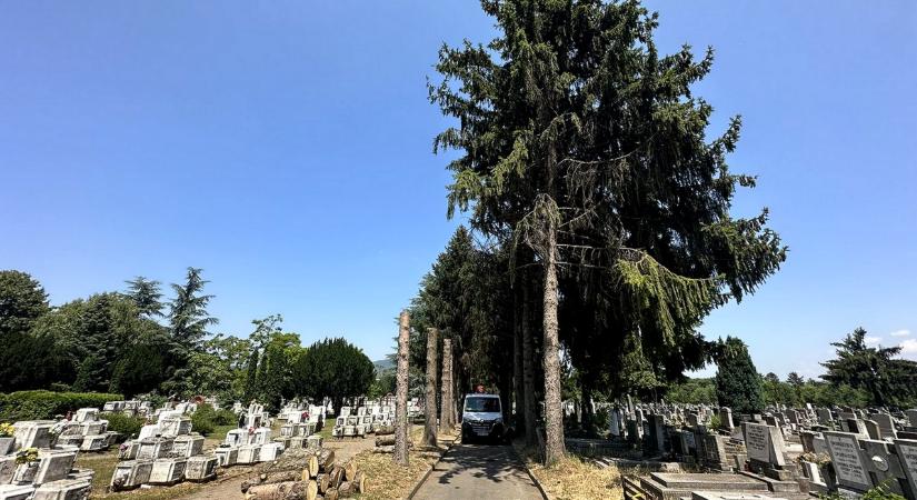 Kártevők támadják a lucfenyőket a pécsi köztemetőben