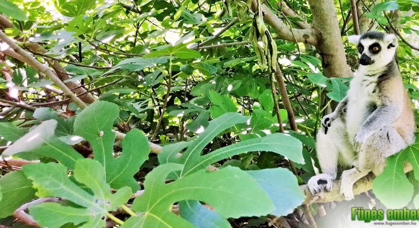 Fügekörkép – fügematuzsálem a Jászberényi Állat- és Növénykertben