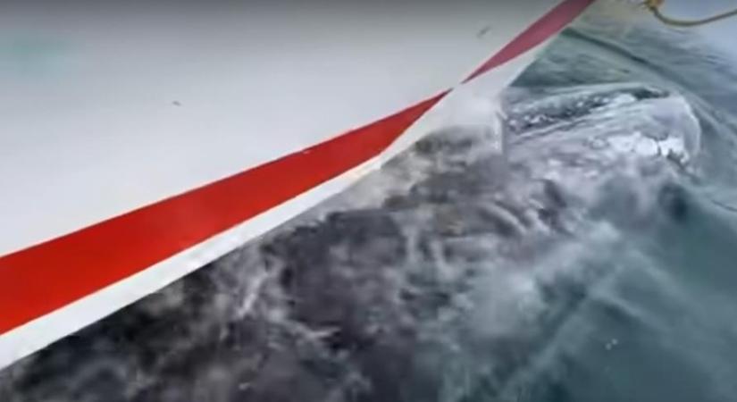 Elképesztő, amit ez a bálna művelt a turisták csónakjával - videó