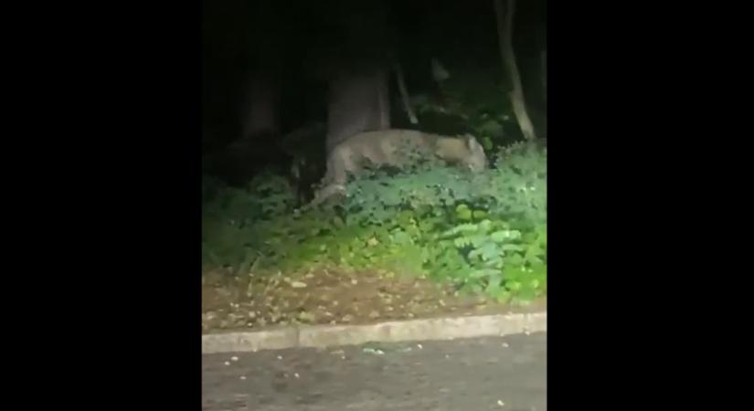 Vaddisznót gyanítanak a berlini oroszlán mögött