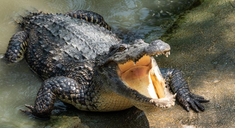 Brutális krokodiltámadás a népszerű túrahelyen: háromszor rántott a mélybe egy nőt