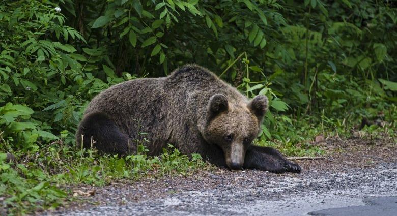 Medvét láttak a Brassói út végében