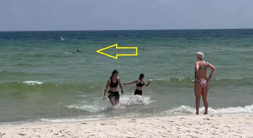 Menekültek a vízből a strandolók, amikor megjelent egy cápa - videó