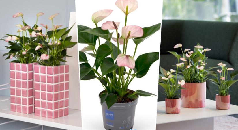 Egy cserépnyi rózsaszín álom: a Lipa Pink Mini megérkezett