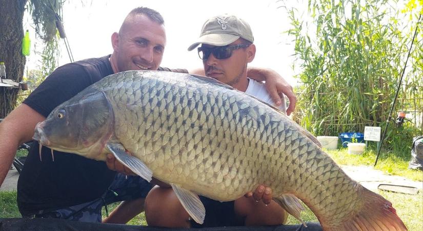 300 kiló pontyot fogtak
