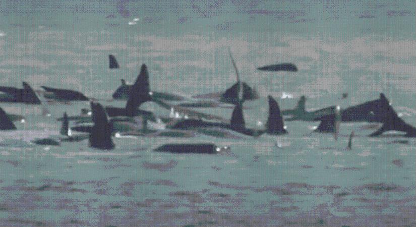 Öngyilkosok lettek Károly király delfinjei – videó