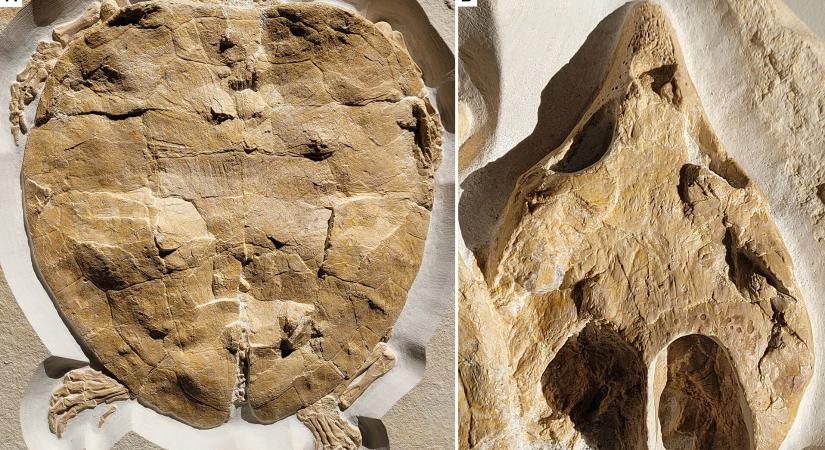 Kitűnő állapotban találtak rá a 150 millió éve élt ősteknős kövületére