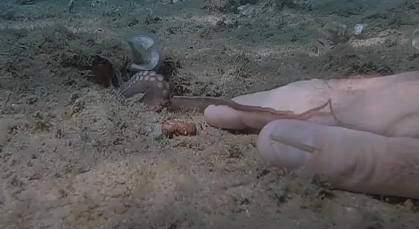 Kezet fogott a kis polip a búvárral - videó