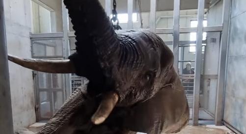 Videón, ahogy tűzoltók segítenek talpra állni a győri elefántbikának