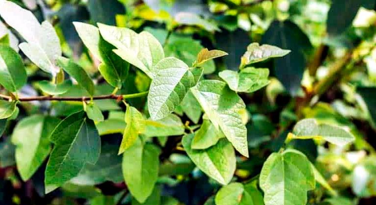 'Ruth Bancroft' füge (Ficus carica x pumila) – fajtabemutató