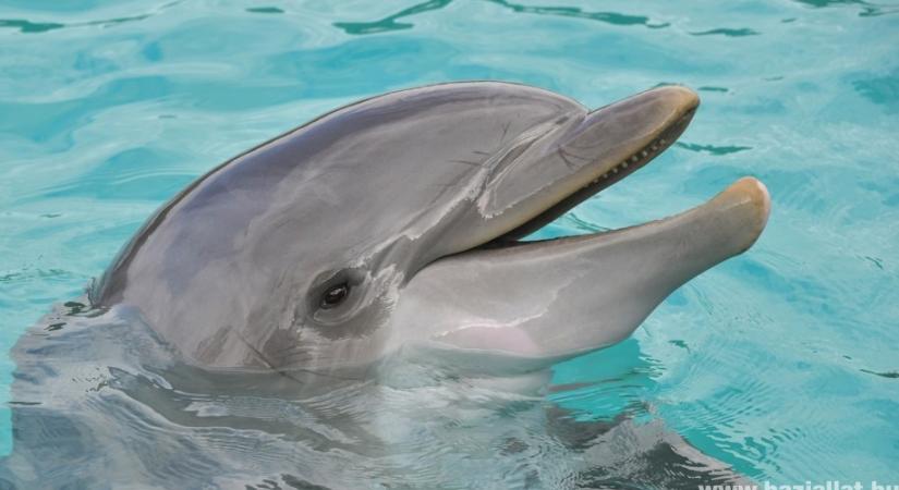 Hogyan gyógyít a delfin?