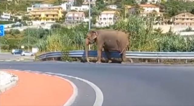 Videón, ahogy szökött elefánt sétálgat lazán egy olasz városban