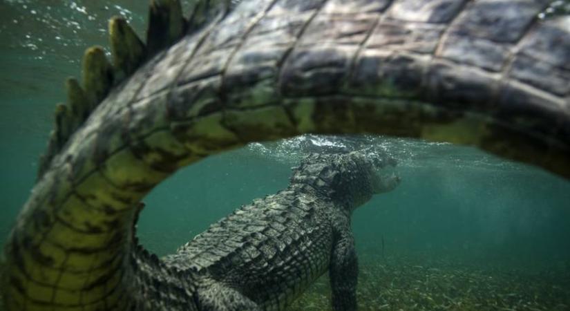 „A nagybátyám begyalogolt a vízbe, hirtelen azonban egy krokodil ugrott elő”