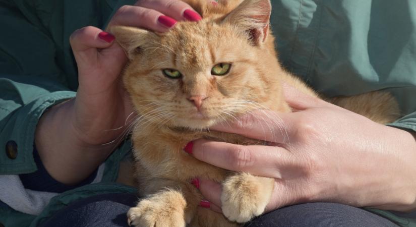 4 embertípus, akit a macskák nem szeretnek