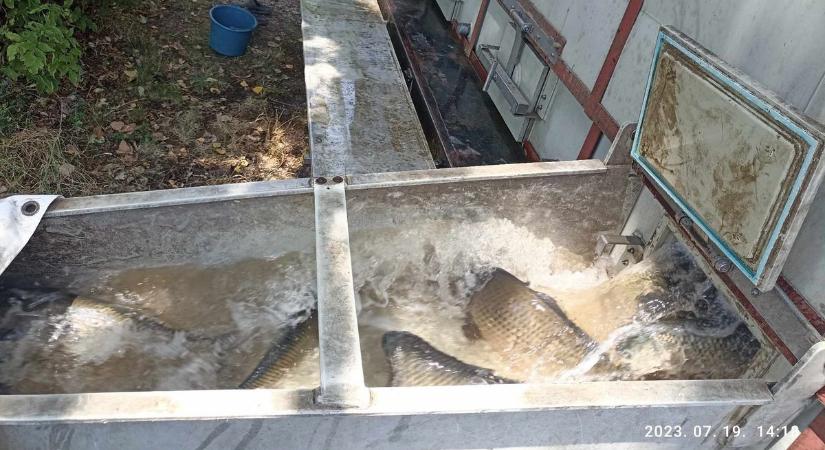 Pontyok kerültek a KHESZ vizeibe