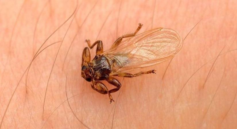 A kullancslégy csípése halálos is lehet: egyre jobban terjed hazánkban