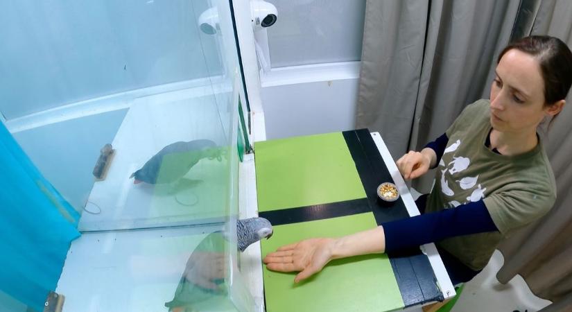 A madarak repülés közben képesek aludni