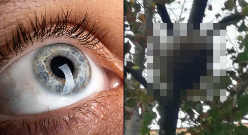 Ijesztő dolgot vett észre a nyíregyházi fán...