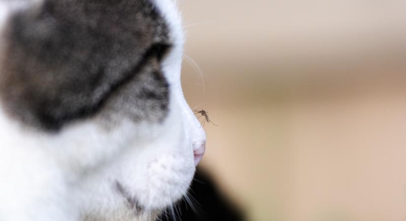 Új szúnyogfajok hazánkban: a szívférgesség ellen csak a megelőzés hatásos a macskáknál