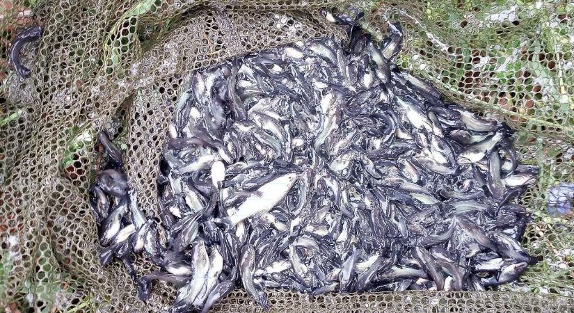Törpeharcsa-ivadékfelhők gyérítésére kérik a horgászokat Maconkán
