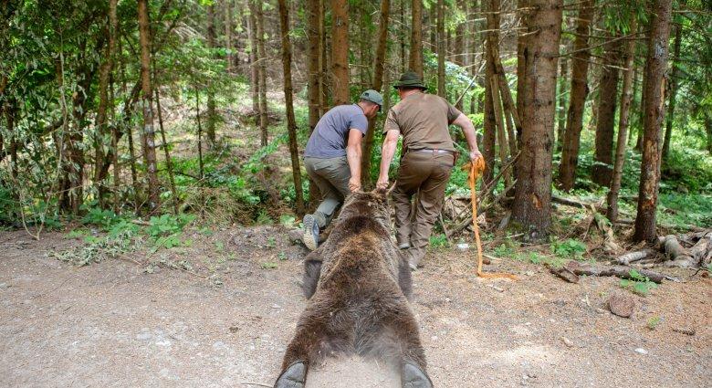 Tervek szintjén maradt a Hargita megyei medvepark