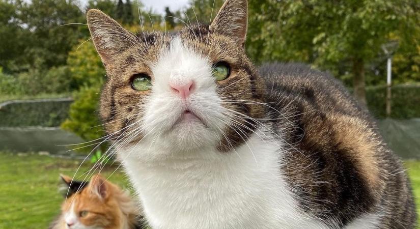 Down-szindróma a macskáknál: divatos jelző vagy valóság?