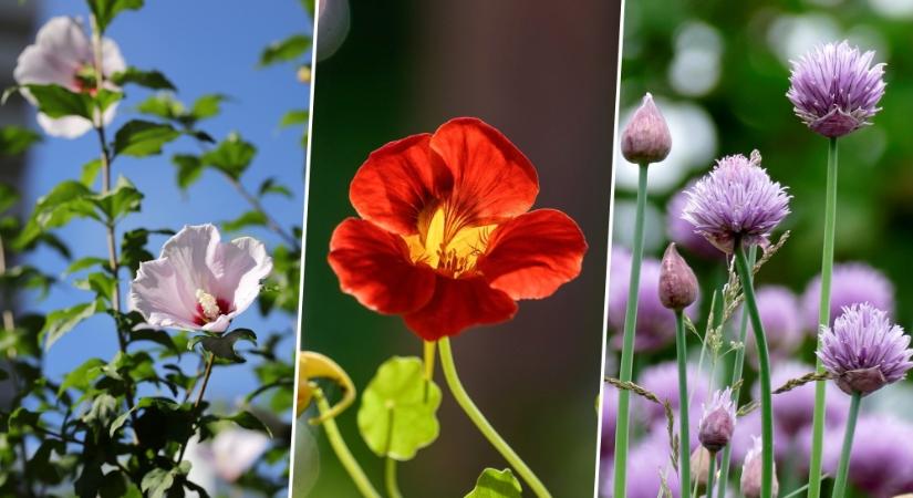 Illatos, díszítő finomságok: 10 ehető virág, a kertből a konyhába
