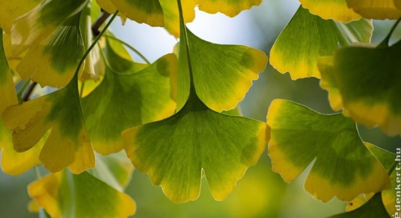 Páfrányfenyő (Ginkgo biloba) ültetése: ezekre figyelj!