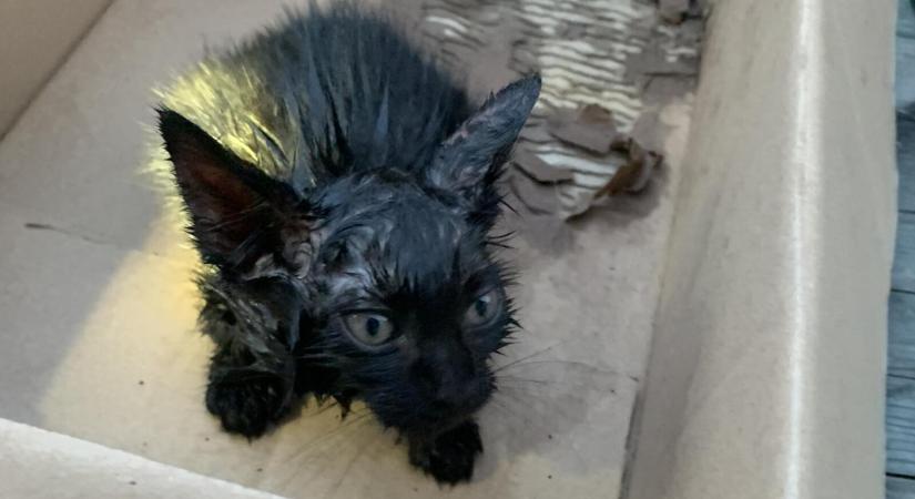 Vicces összefoglaló a tűzoltóktól a nemzetközi macskanapra