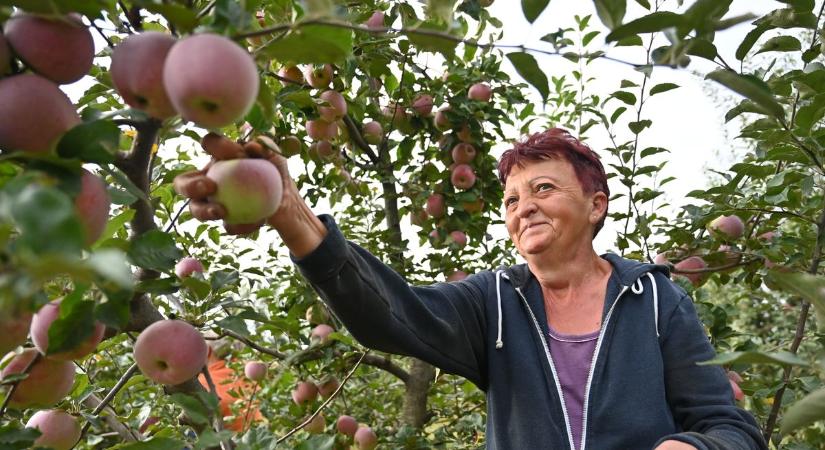 Almapiac: drasztikus változások