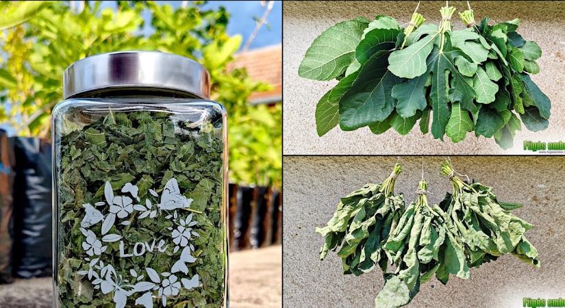 Fügelevél tea – hogy készítsem, és mikor gyűjtsem a hozzávalót?