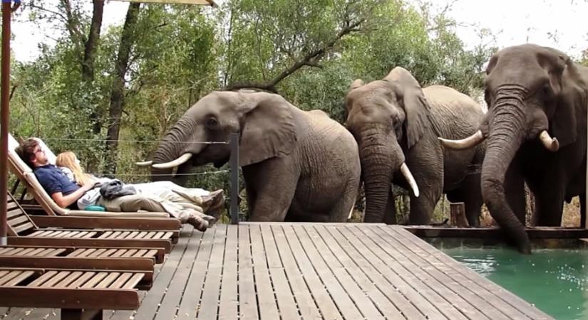 Halálra dermedtek a turisták, amikor benéztek hozzájuk az elefántok - videó