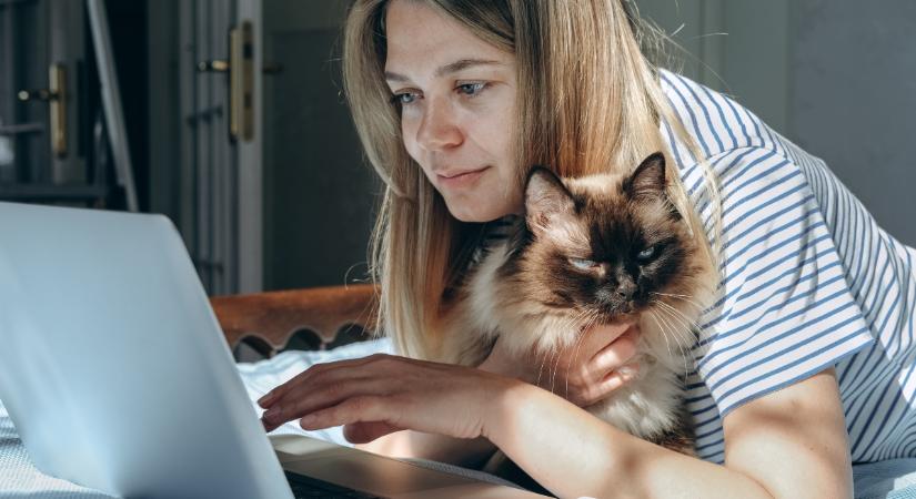Ezekkel a macskafajtákkal verik át a legtöbb gazdát